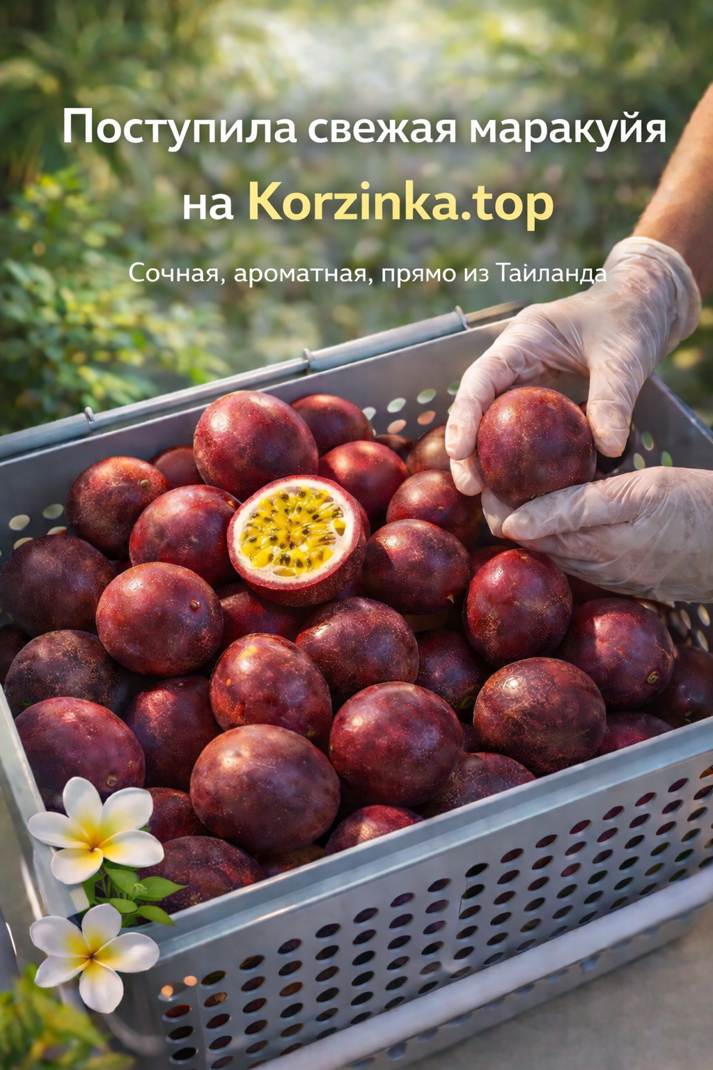 Поступила свежайшая Маркуйя