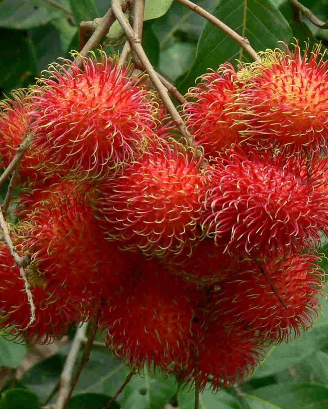 Помело Phuket Sweet, 1 шт